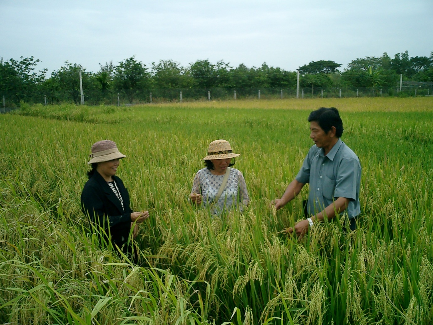 Hồ Quang Cua, Nguyễn Thu Hương và Đặng Thị Cúc đang chọn giống lúa ST trên trại giống lúa HQCua ngày 23/1/2003. Ảnh: Võ Tòng Xuân.