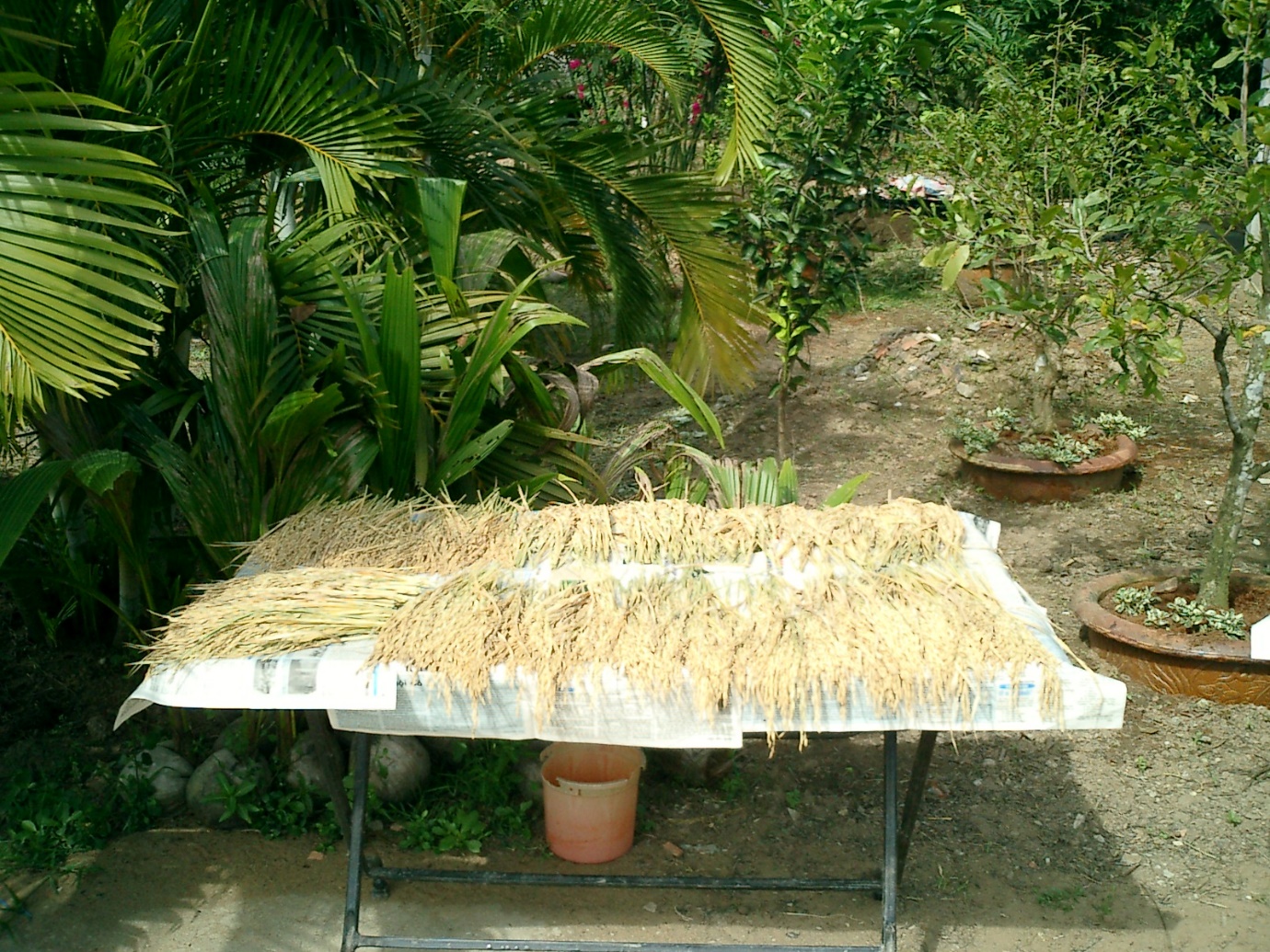 Những bông lúa được chọn từ các dòng đang phân ly, phơi trong vườn nhà Hồ Quang Cua. Ảnh: Võ Tòng Xuân.