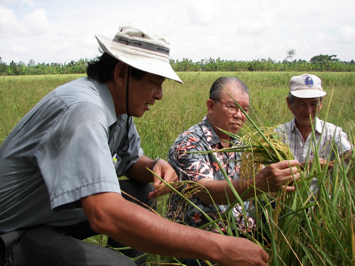 Giáo sư Võ Tòng Xuân và ông Hồ Quang Cua trên cánh đồng lúa thử nghiệm.
