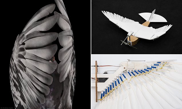 Dựa trên cấu tạo và đặc điểm của lông bay ở các loài chim, nhóm nghiên cứu đã trang bị cho PigeonBot một đôi cánh đặc biệt. Ảnh: Stanford.