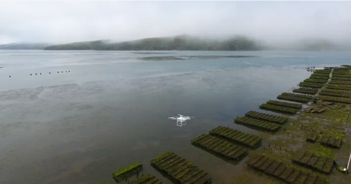 Dùng drone theo dõi sự phát triển của rong lươn quanh khu vực trại nuôi của Hog Island Oyster Co. Ảnh: Torrey Johnson.