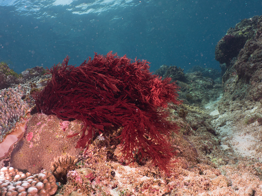 Chiết xuất tảo đỏ Gracilaria sp. được chứng minh là có rất nhiều công dụng. Ảnh: Wikimedia.