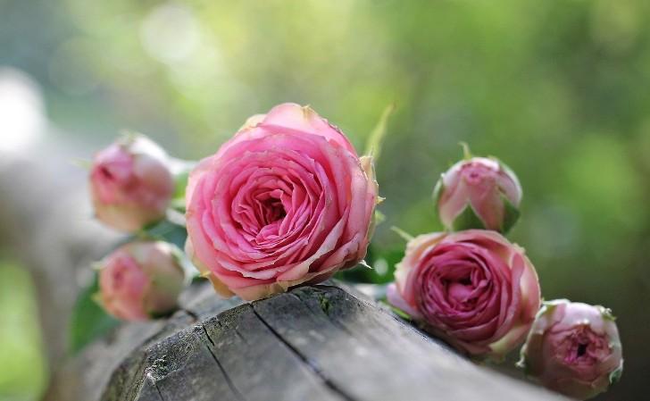 Mùi hương hoa hồng giúp học sinh tăng cường trí nhớ - Ảnh: Pixabay