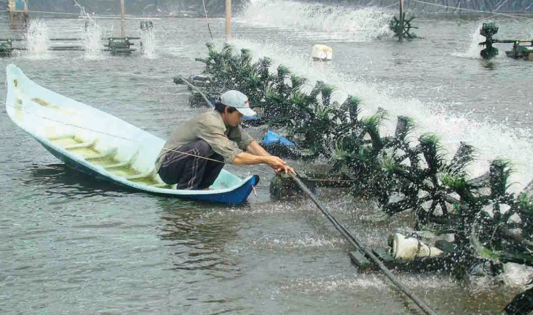 Nhiễm độc kim loại đồng ở mức dưới vài lần so với ngưỡng cho phép của Việt Nam đã làm suy giảm 60-70% lượng giáp xác chân chèo, sẽ dẫn đến suy giảm nghiêm trọng nguồn thức ăn của tôm cá, ảnh hưởng tới nguồn lợi thủy sản.