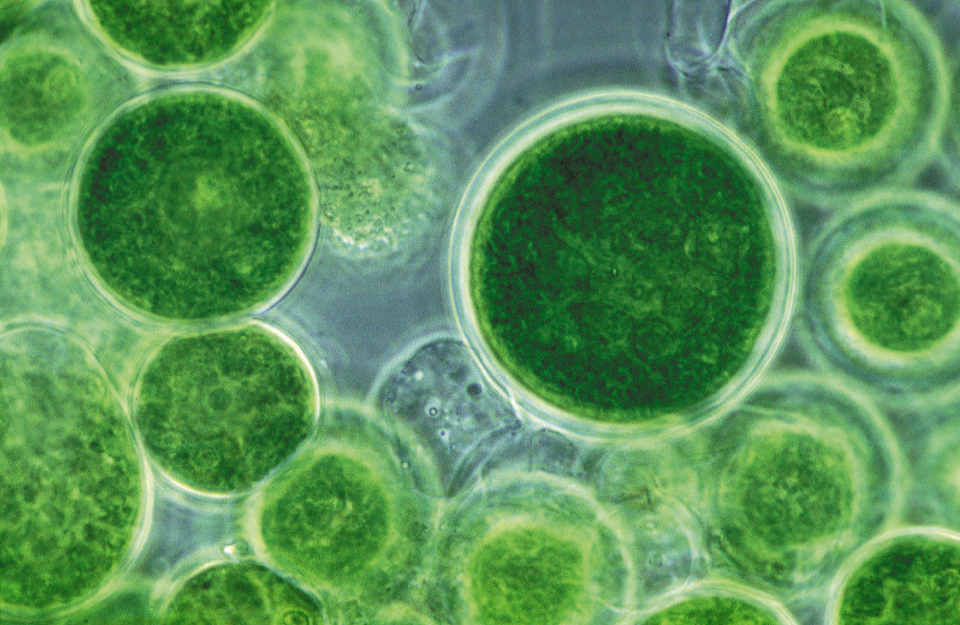 Vi tảo đóng vai trò quan trọng đối với hệ sinh thái, là nguồn dinh dưỡng tuyệt vời cho người và các loài thủy sinh. Ảnh: Febico.  