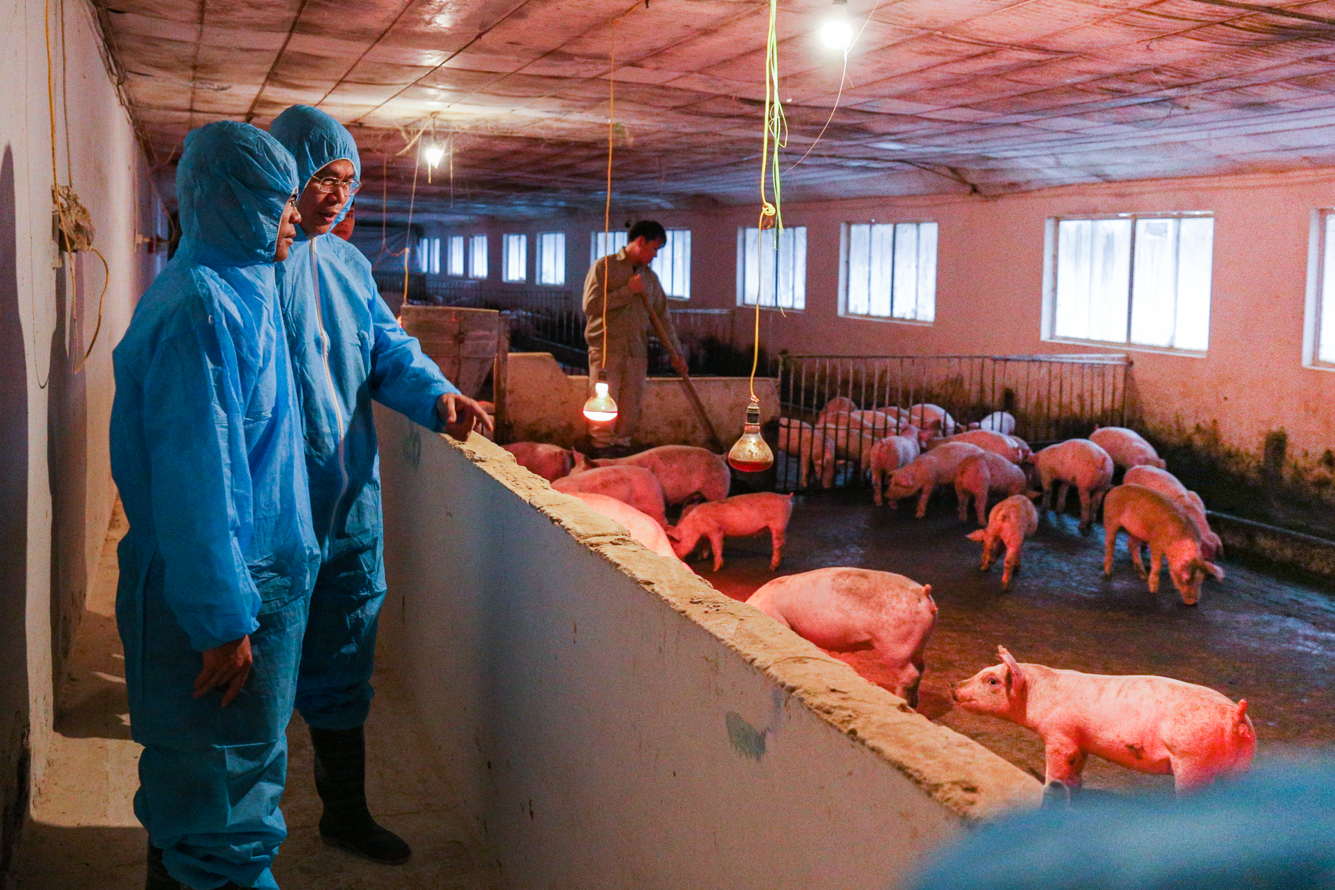 Đàn lợn 10 tuần tuổi khỏe mạnh trong trang trại ở huyện Việt Yên, tỉnh Bắc Giang, của Công ty TNHH Hải Thịnh Bắc Giang, nơi thử nghiệm vaccine vô hoạt phòng bệnh dịch tả lợn châu Phi do Học viện Nông nghiệp Việt Nam nghiên cứu. Ảnh: Hoàng Nam