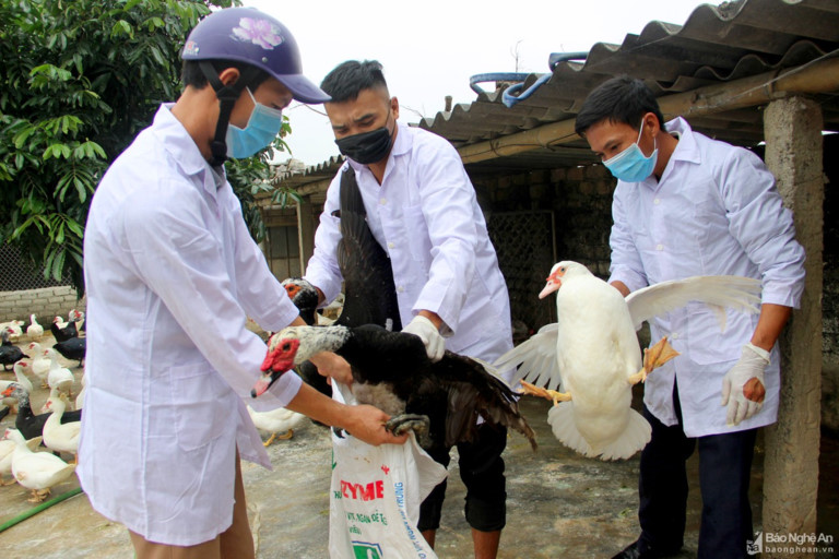 Theo Cục Thú y, Bộ NN&PTNT, tính đến ngày 11/2, cả nước có 10 ổ dịch cúm gia cầm do chủng virus A/H5N6 gây ra, buộc phải tiêu hủy 43.200 con gia cầm tại 5 tỉnh, thành phố: Bắc Ninh, Hà Nội, Quảng Ninh, Thanh Hóa và Nghệ An.