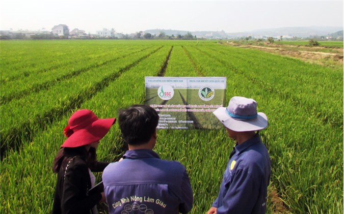 Sản xuất lúa ứng dụng công nghệ cao theo quy hoạch trên địa bàn huyện Lâm Hà. 