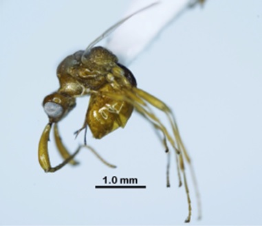 Loài mới thuộc họ ong kén nhỏ, Streblocera (Eutanycerus) trangana Long & Pham (in press).