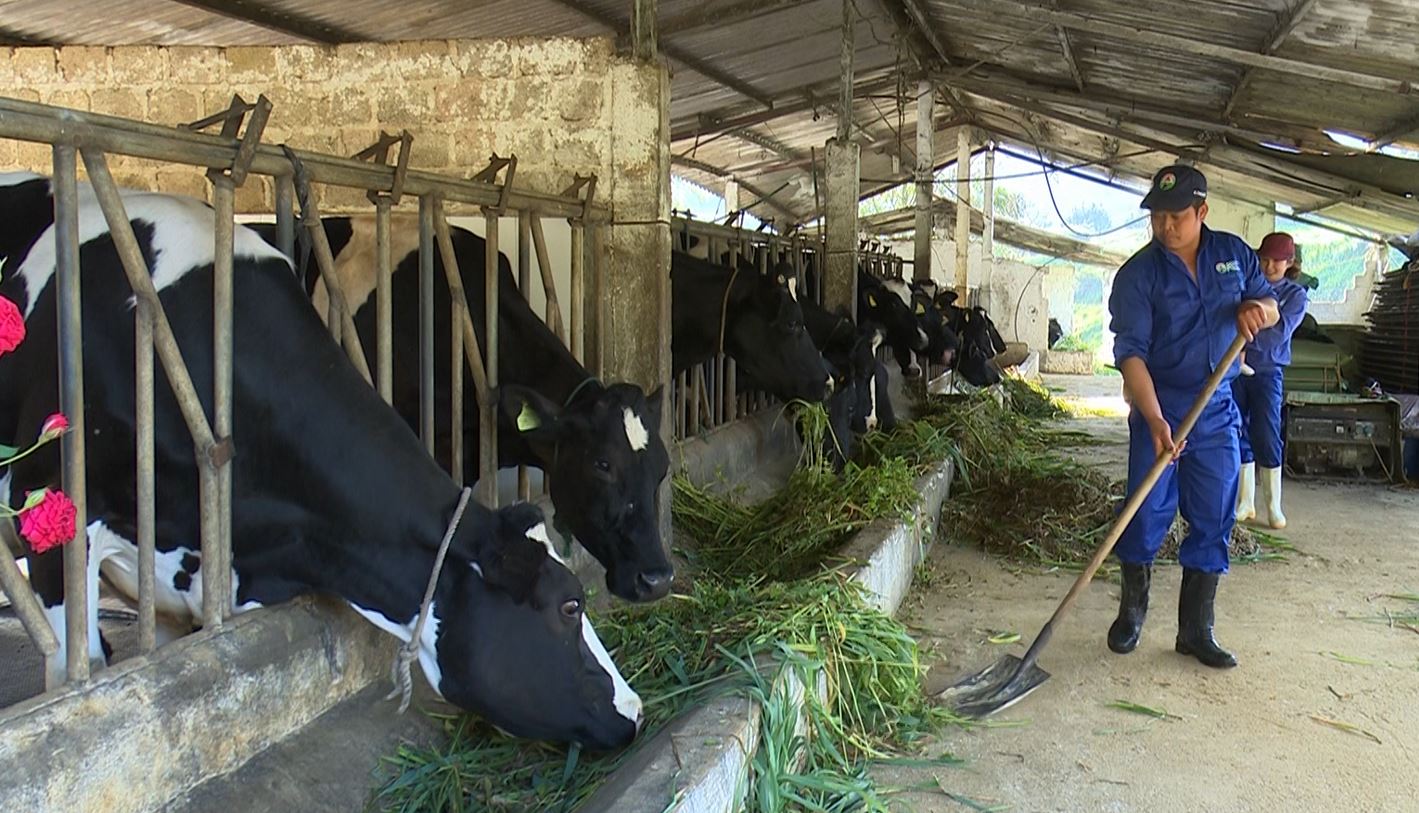 Phần lớn các hộ chăn nuôi bò sữa nhỏ lẻ ở Việt Nam vẫn cho ăn theo cách “ước lượng”. Nguồn: tinhdoansonla