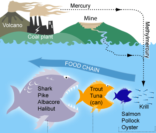 Các độc tố kim loại nặng có trong nước thải công nghiệp có thể gây hậu quả môi trường nghiêm trọng, và phá hủy chuỗi thức ăn tự nhiên. Ảnh: Wikipedia.