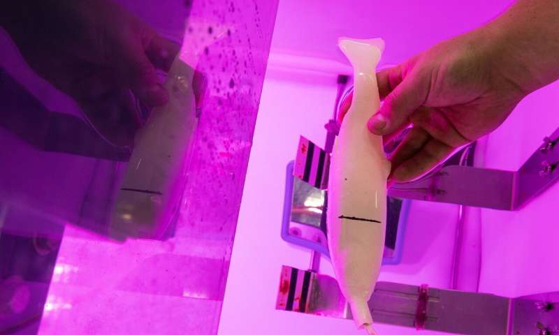 Cá 3D từ nguyên liệu gel đạn đạo do Phòng thí nghiệm Quốc Gia Oak Ridge phát triển.
