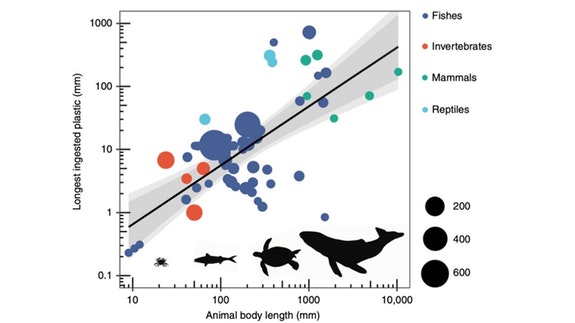 Mô hình tính toán mối liên hệ giữa kích thước của các loài động vật biển với kích cỡ tối đa của những mảnh nhựa mà chúng có thể nuốt.