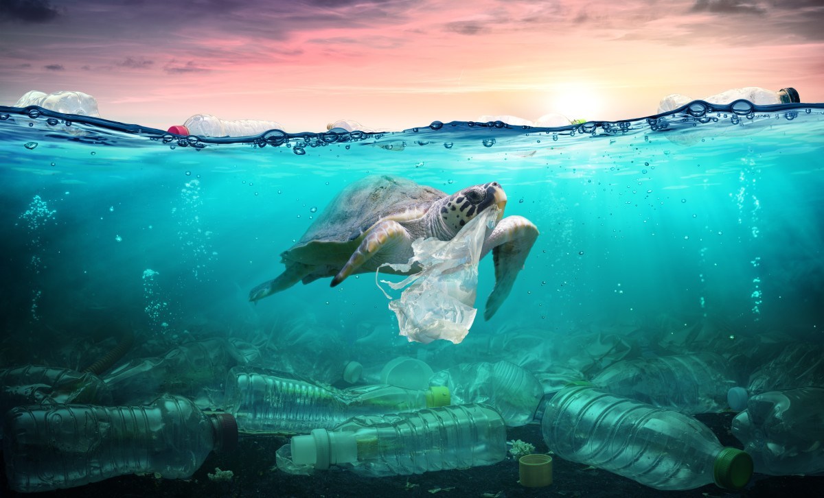 Rác thải nhựa đang tràn ngập trên khắp các đại dương, đe dọa môi trường sống của nhiều loài động vật lẫn hệ sinh thái biển. Ảnh: Bioplastics News. 
