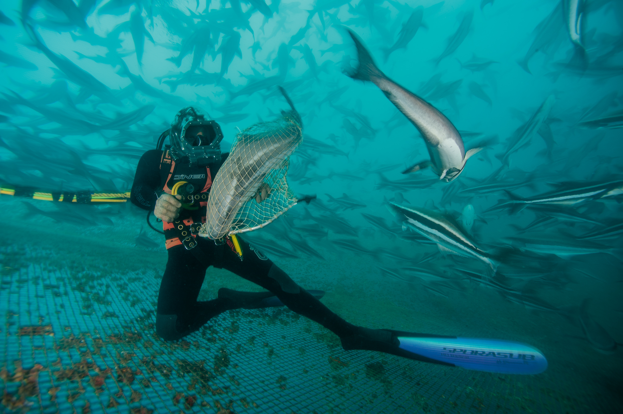 Thợ lặn và các thiết bị ROV tốc độ cao có thể khiến cá nuôi sợ hãi. Ảnh: National Geographic. 