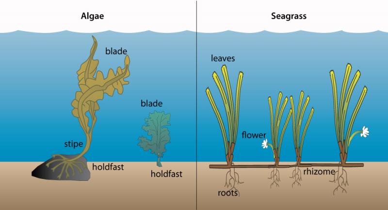 Rong biển (Algae hoặc seaweed, bên trái) khác với Cỏ biển (seagrasse, bên phải)