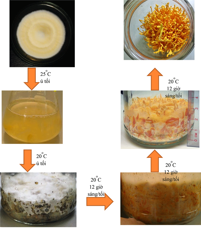 Quy trình nuôi trồng nấm nhộng trùng thảo   Ảnh: AHRD