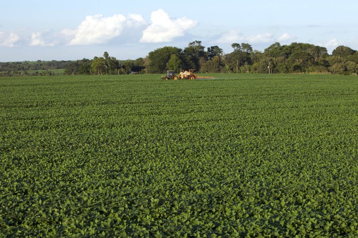 Những cánh đồng trồng đậu nành rộng lớn ở Paraguay. Trung Quốc đang rất tích cực đầu tư vào ngành nông nghiệp tại các quốc gia Nam Mỹ để đáp ứng nhu cầu dinh dưỡng của hơn một tỷ dân. Trong đó đậu nành chính là một loại cây trồng quan trọng nhất. Ảnh: World.