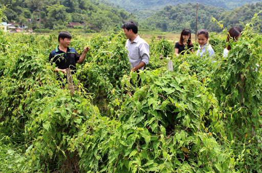 Mô hình trồng cây cà gai leo, một nguồn dược liệu quý ở HTX Bảo Châu, Bắc Kạn. 