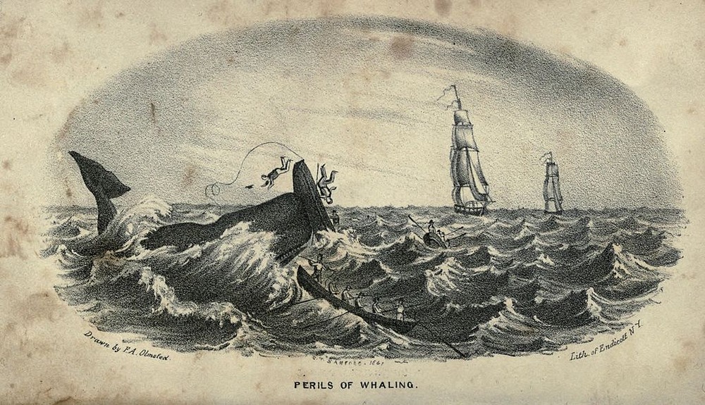 Sự nguy hiểm của nghề săn cá voi, tranh của họa sĩ F. A. Olmstead (năm 1841).
