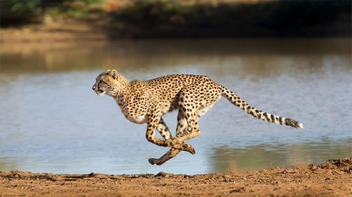 Báo săn gê-pa (cheetah) là ông vua tốc độ nước rút trên cạn. Ảnh: Wikimedia. 