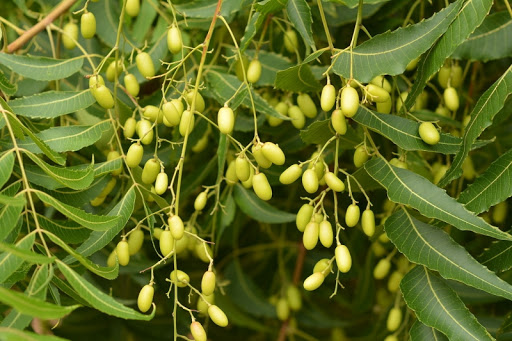 Cây sầu đâu (neem) được trồng phổ biến tại vùng Ninh Thuận (Việt Nam).