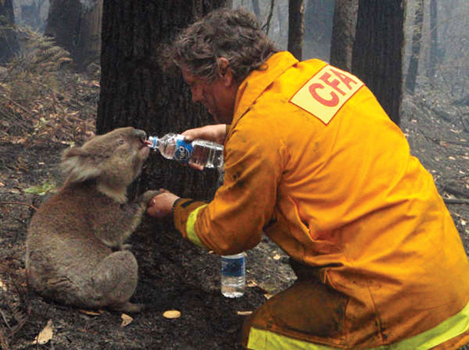 Lính cứu hỏa cho một con Koala uống nước sau trận cháy rừng tại Úc. Ảnh: ABC News.