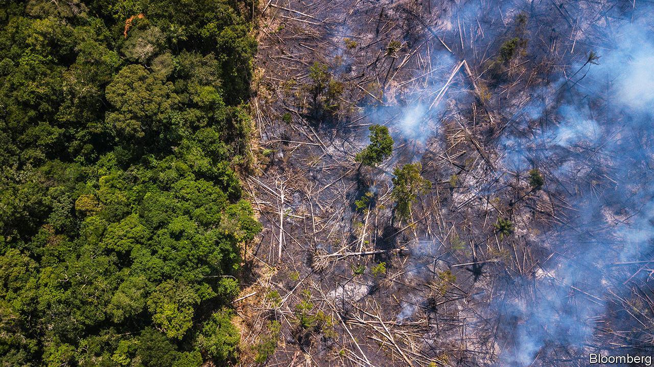Rừng Amazon đang bị chặt phá với tốc độ đáng báo động. Ảnh:  Bloomberg