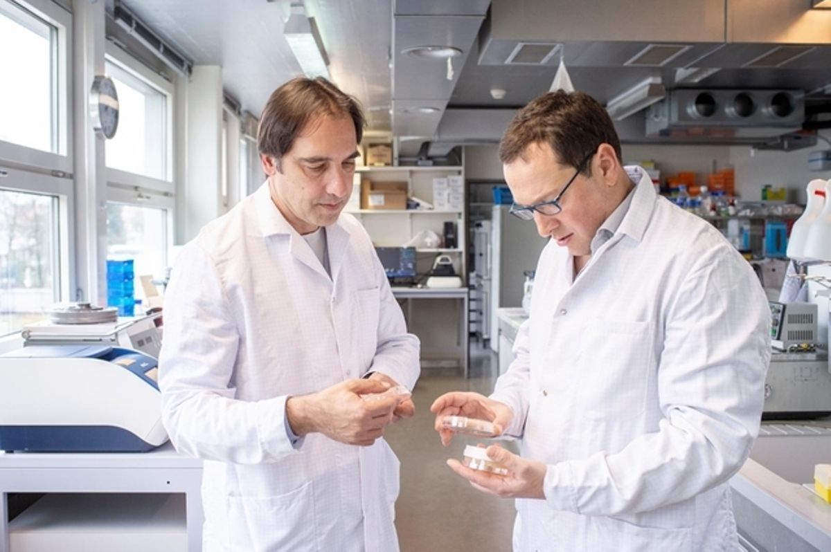 GS. Volker Thiel (trái) và GS. Joerg Jores tiến hành nghiên cứu cơ bản về virus corona tại ĐH Bern. Ảnh: Franziska Rothenbühler GS. Volker Thiel (trái) và GS. Joerg Jores tiến hành nghiên cứu cơ bản về virus corona tại ĐH Bern. Ảnh: Franziska Rothenbühler