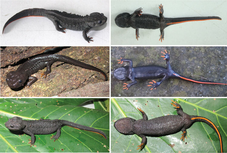 Hai loài và một phân loài sa giông cá sấu mới (từ trên xuống) được phát hiện ở một số tỉnh phía Bắc Việt Nam. Ảnh: ZooKeys. 
