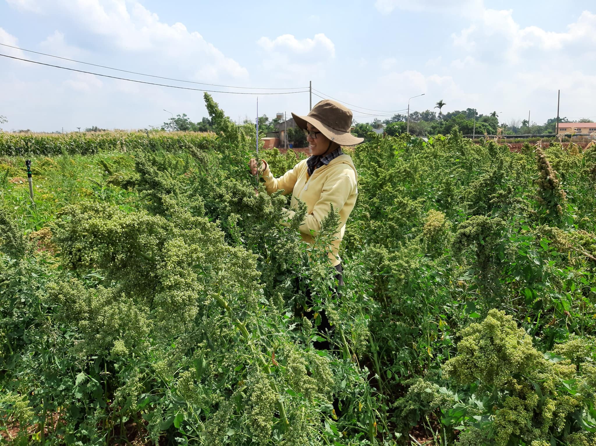Cánh đồng diêm mạch do ĐH Tây Nguyên trồng thử nghiệm tại xã Eatu (Đắk Lắk). Ảnh: Nguyễn Văn Minh
