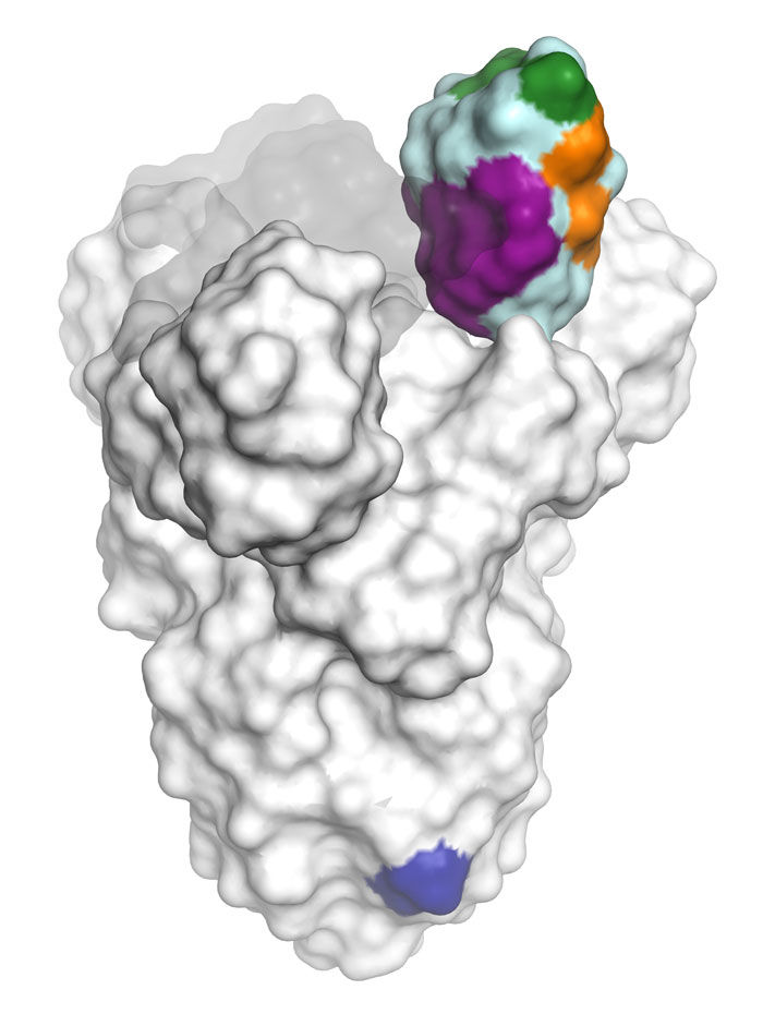 Miền liên kết với thụ thể (trên cùng) ở đầu protein spike của SARS-CoV-2 có thể bị chặn bởi các kháng thể nhắm mục tiêu vào một số khu vực khác nhau (màu sắc).