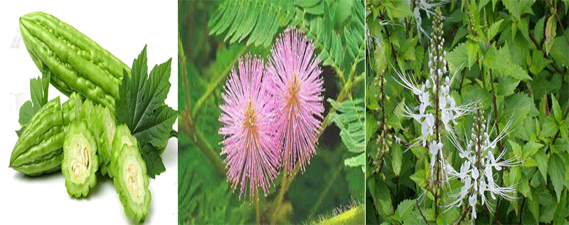 Ba loại thảo dược được dùng để sản xuất viên nang hỗ trợ hạ 