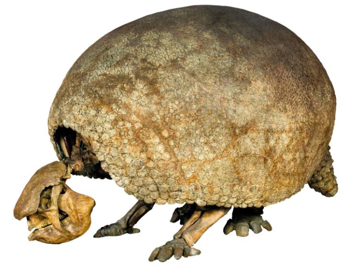 Một hóa thạch Megatherium mà Darwin phát hiện. Nhờ phát hiện hóa thạch, các nhà khoa học biết các loài động vật hiện đã tuyệt chủng từng tồn tại từ rất xa xưa và từ đó giúp hình thành ý tưởng về việc các loài động vật tiến hóa theo thời gian. Những hóa thạch đã có tác động rất lớn tới việc Darwin định hình các giả định rằng các loài dần dần bị biến đổi. 