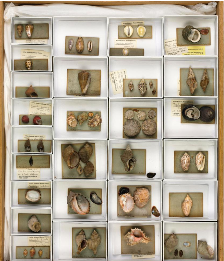 Những hiện vật Darwin mang về sau hải trình, ngày nay được trưng bày ở bảo tàng lịch sử tự nhiên London.
