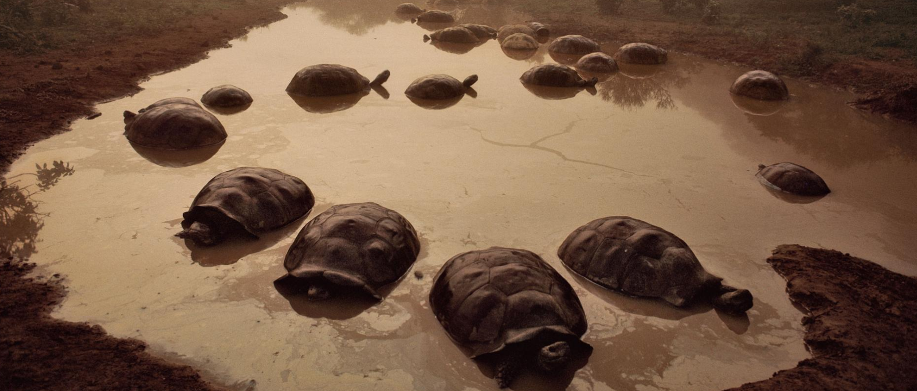 Darwin đã rất ngạc nhiên khi thấy nhiều rùa khổng lồ ở đảo Galápagos, Ecuador ngày nay.