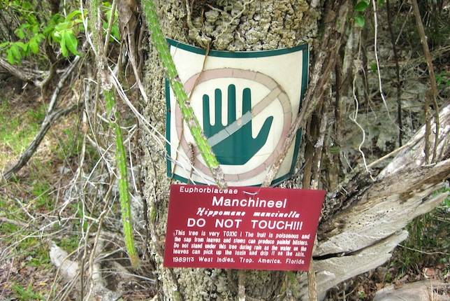 Cây Manchineel thường được dán nhãn cảnh báo để người dân không tiếp xúc quá gần. Ảnh: Flickr.