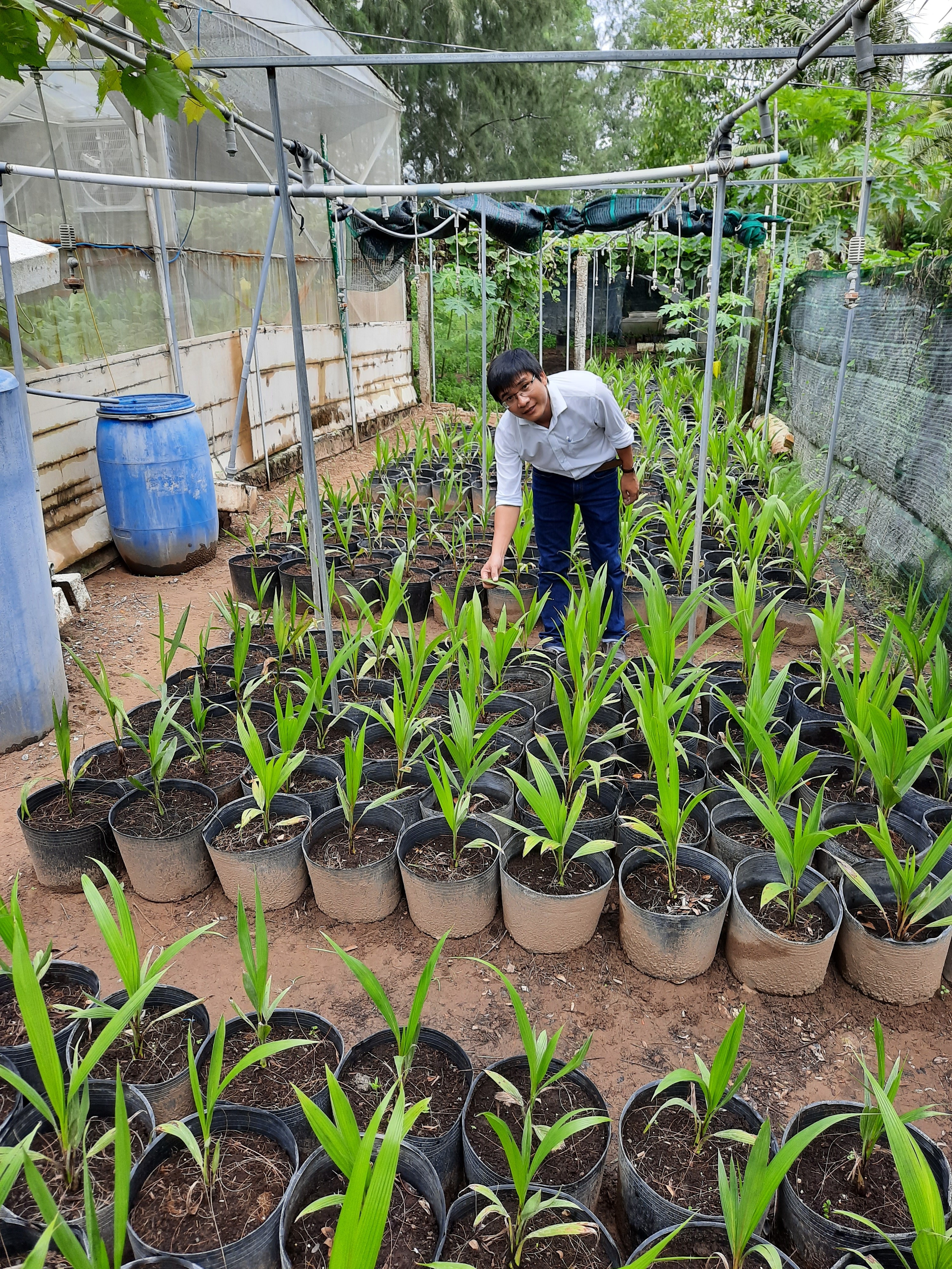 ThS. Nguyễn Ngọc Trai đang kiểm tra cây giống dừa sáp được phát triển từ phương pháp nuôi cấy phôi. Nguồn: ĐH Trà Vinh