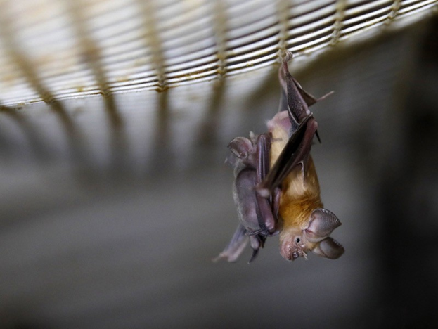 Dơi móng ngựa (Horseshoe bats) là một nghi phạm chính của nguồn gốc virus coronavirus SARS-CoV-2. Ảnh: Menahem Kahana / AFP / Getty
