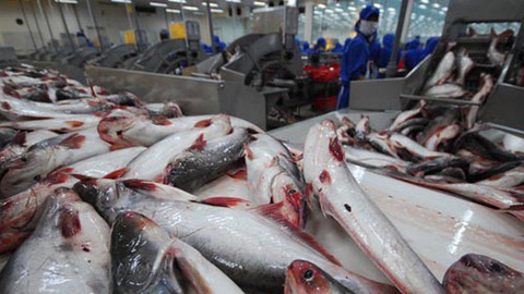 Ngành sản xuất cá tra hoàn toàn có thể nâng cao giá trị nếu các sản phẩm từ loài cá này được tận dụng hiệu quả. Ảnh: Vneconomy.vn.