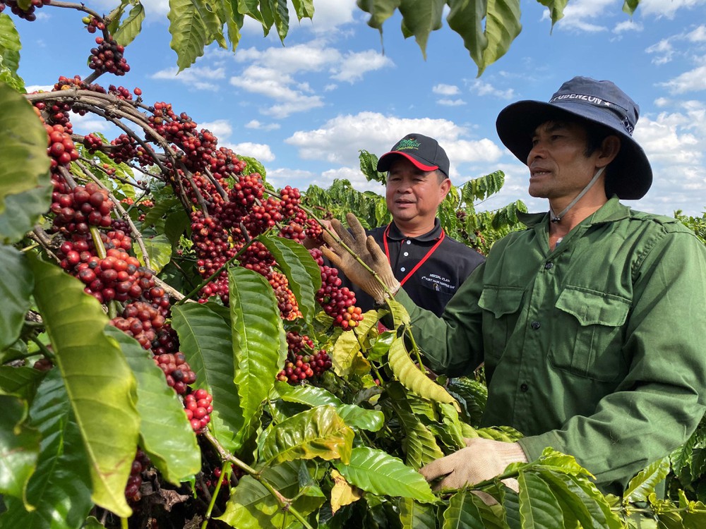 Dự án Nescafe Plan hỗ trợ phát triển cà phê bền vững được triển khai từ năm 2010 tại hơn 10 quốc gia, trong đó có Việt Nam. Người nông dân được hỗ trợ về tập huấn khoa học kỹ thuật và trang bị phần mềm FARMS nhằm quản lý dữ liệu trực tiếp của trang trại. | Ảnh: Agrinews