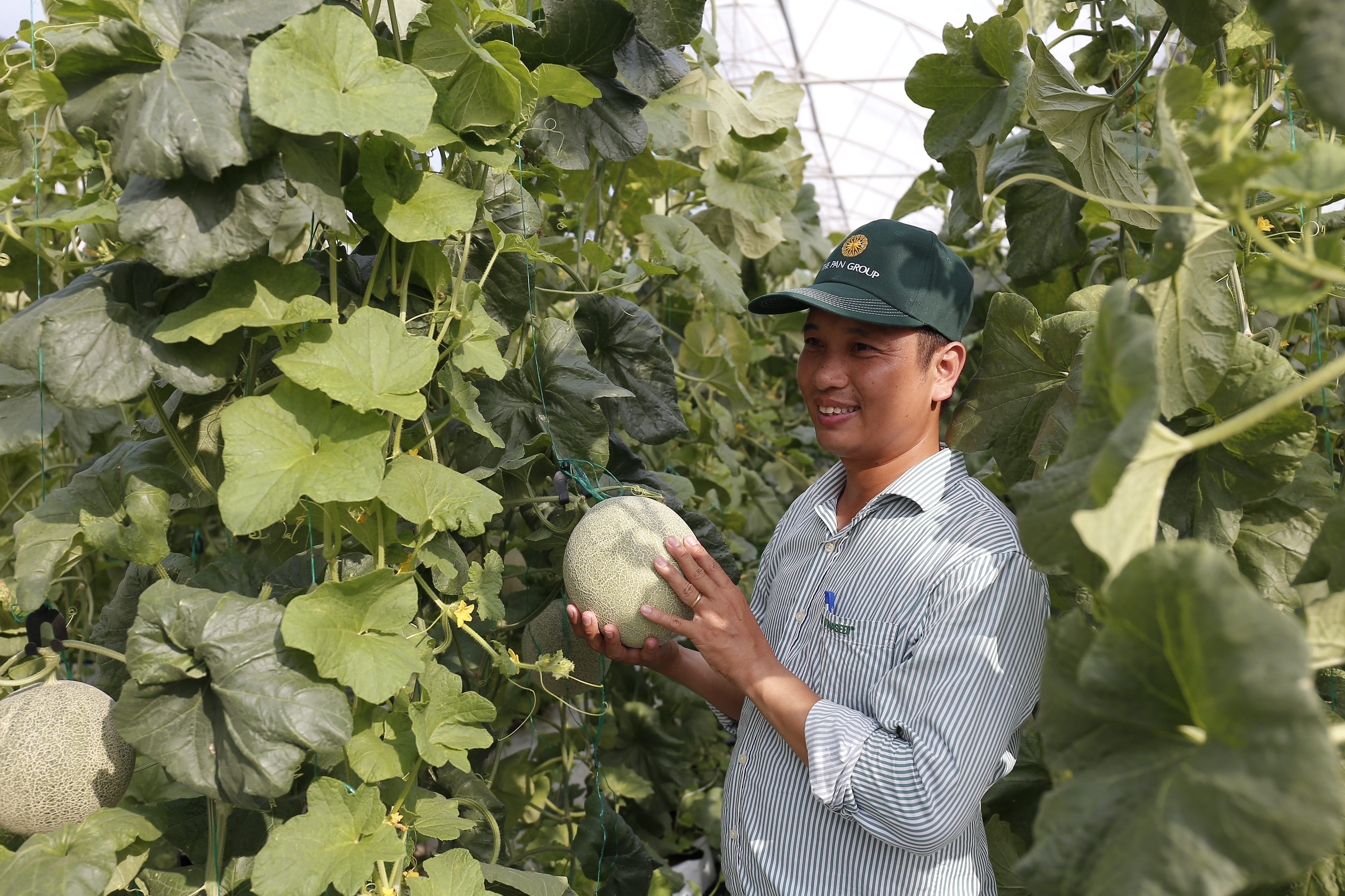 Dưa Nhật Bản trồng trong nhà lưới theo tiêu chuẩn Global Gap tại CTCP Đầu tư và Phát triển Nông nghiệp Công nghệ cao Hà Nam, đơn vị 100% vốn của Vinaseed | Ảnh: Mỹ Hạnh, 2020