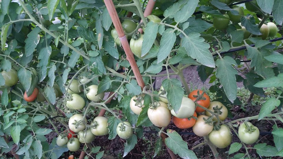 Vườn cà chua sử dụng chế phẩm sinh học ở HTX Tiên Dương. Ảnh: Tiên Duong Organic.