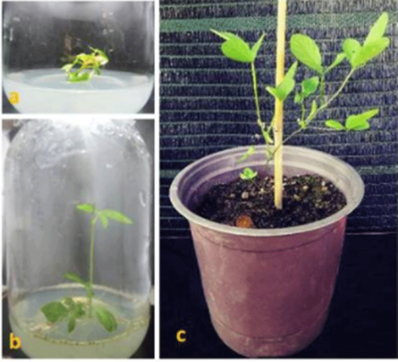 Cây đậu nành chuyển genen kháng tuyến trùng sưng rễ