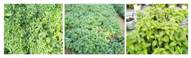 Cây Sùng thảo được trồng thử nghiệm tại Lâm Đồng, Đắc Nông và TPHCM