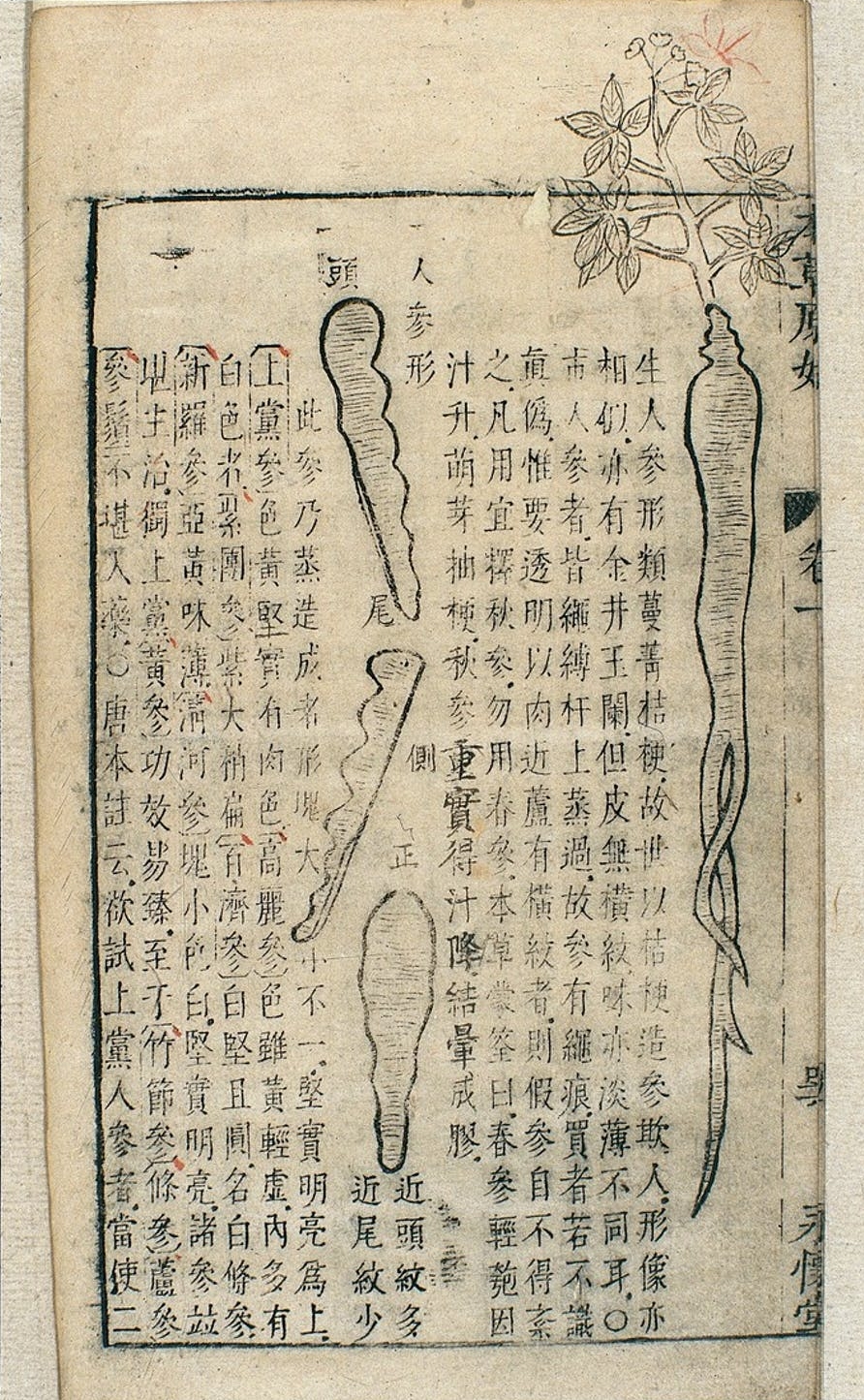 Nhân sâm xuất triện trong một cuốn sách về thảo dược của Trung Quốc từ thế kỷ 17. Ảnh: Wellcome Collection.