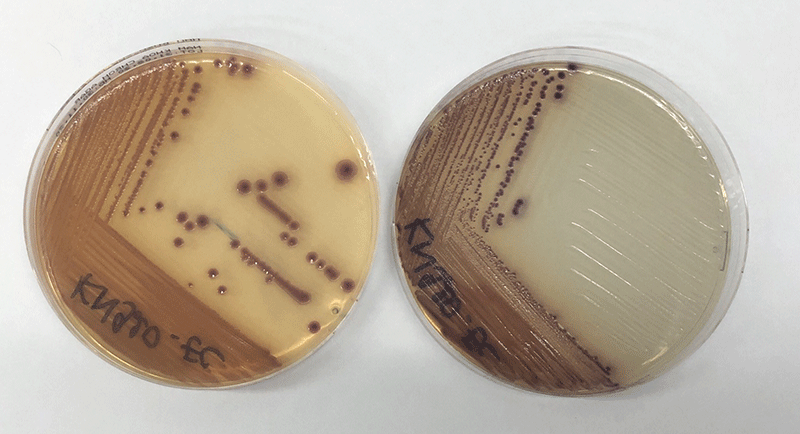 Màu sắc khuẩn lạc (hồng đậm) của E.coli kháng carbapenem trên đĩa ChromAgar CRE 