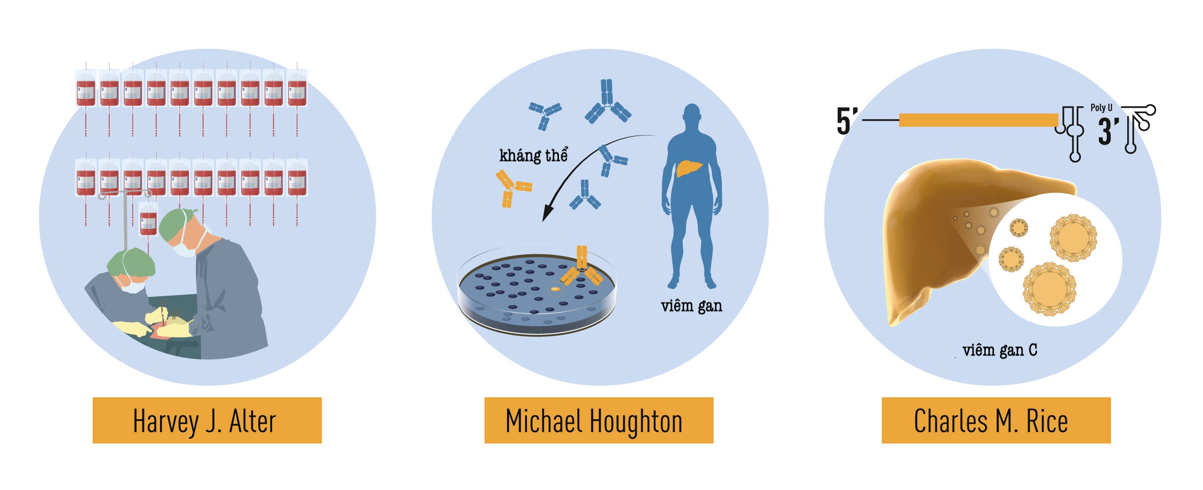 Đóng góp của 3 nhà khoa học vào giải Nobel Y học năm nay: Các nghiên cứu có phương pháp về bệnh viêm gan liên quan đến truyền máu của Harvey J. Alter đã chứng minh rằng một virus chưa được biết đến là nguyên nhân phổ biến của bệnh viêm gan mạn. Michael Houghton đã sử dụng một chiến lược mới để phân lập thành công hệ gene của loài virus mới được đặt tên là virus viêm gan C. Charles M. Rice đã cung cấp bằng chứng quyết định cho thấy một mình virus viêm gan C có thể gây ra bệnh viêm gan.