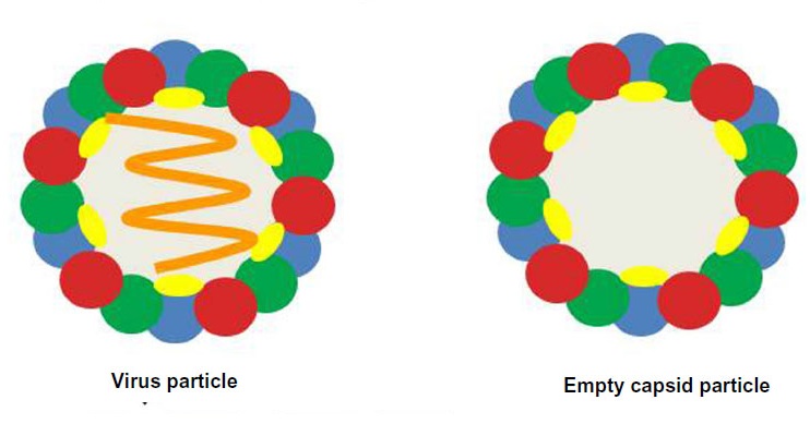 Minh họa cấu trúc của hạt virus tự nhiên (trên) và hạt giả virus (dưới). Ảnh: dovepress