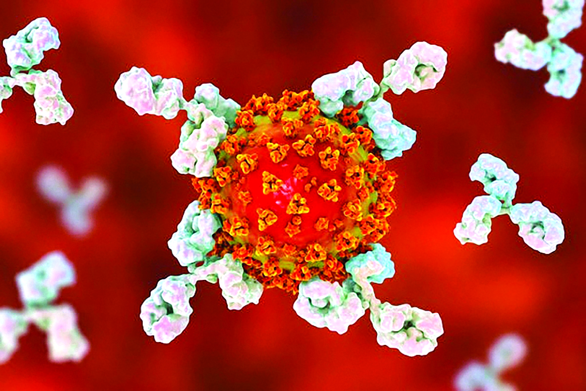 Các kháng thể bám vào virus và ngăn chúng lây nhiễm sang tế bào người. Ảnh: Shutterstock.